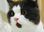 blob.png